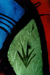 Couleurs d'éclats